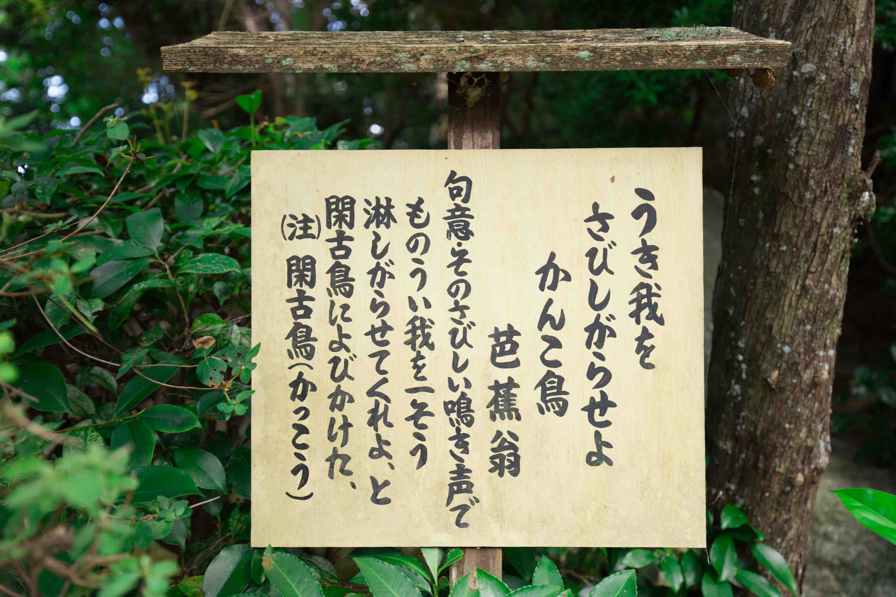 新緑に包まれる金福寺の芭蕉庵の裏にある看板『うき我を　さびしがらせよ　かんこ鳥』