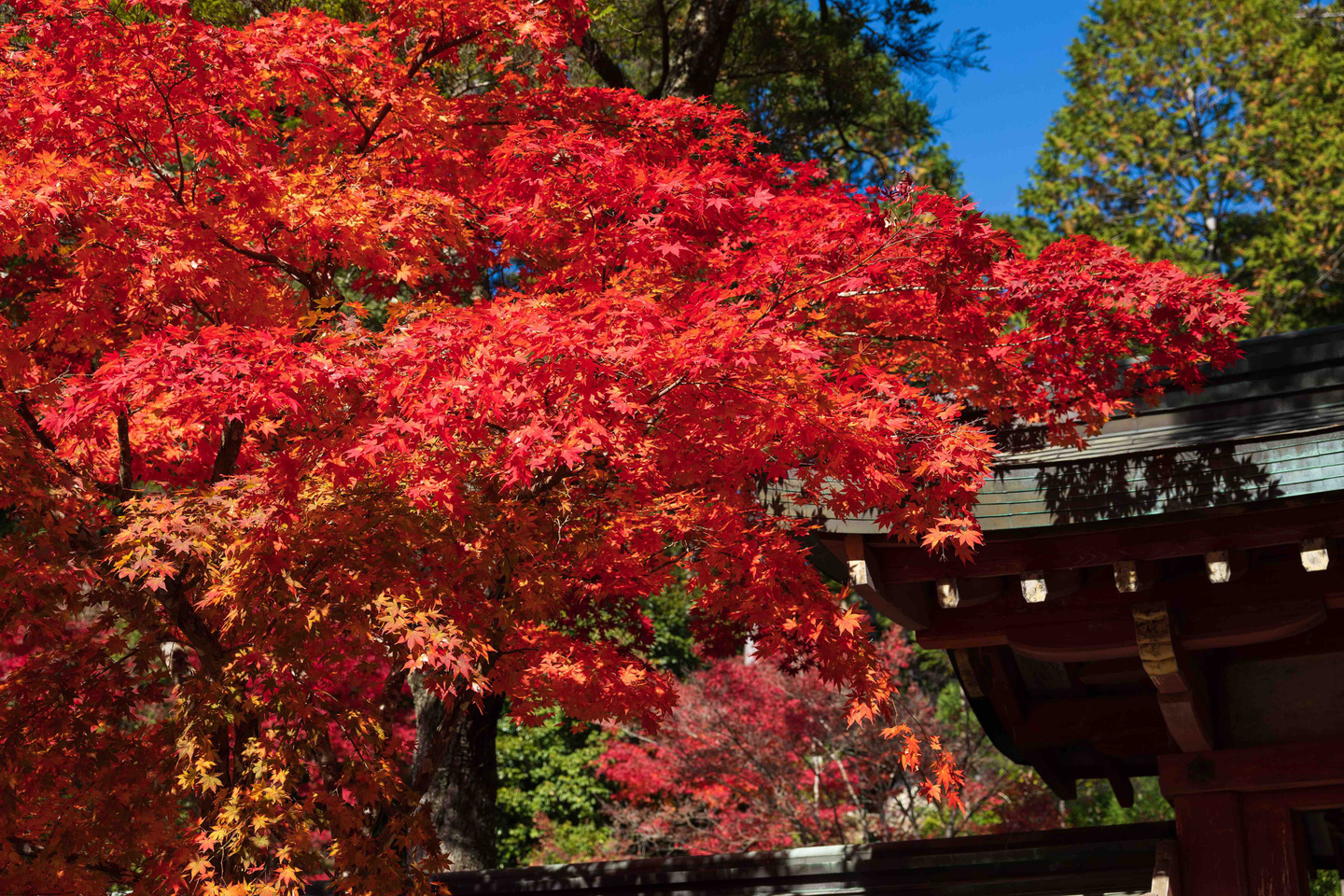 神護寺