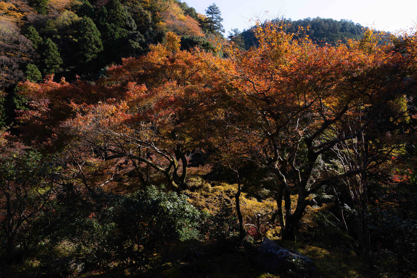 高山寺