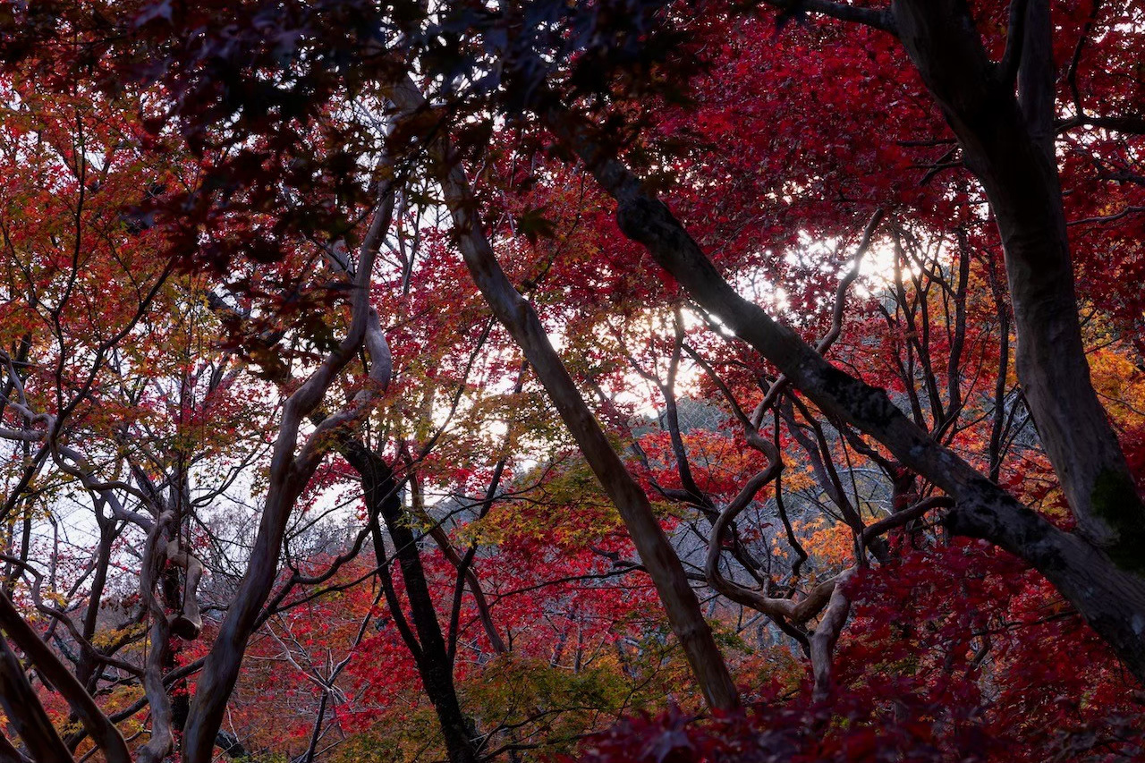 勝持寺