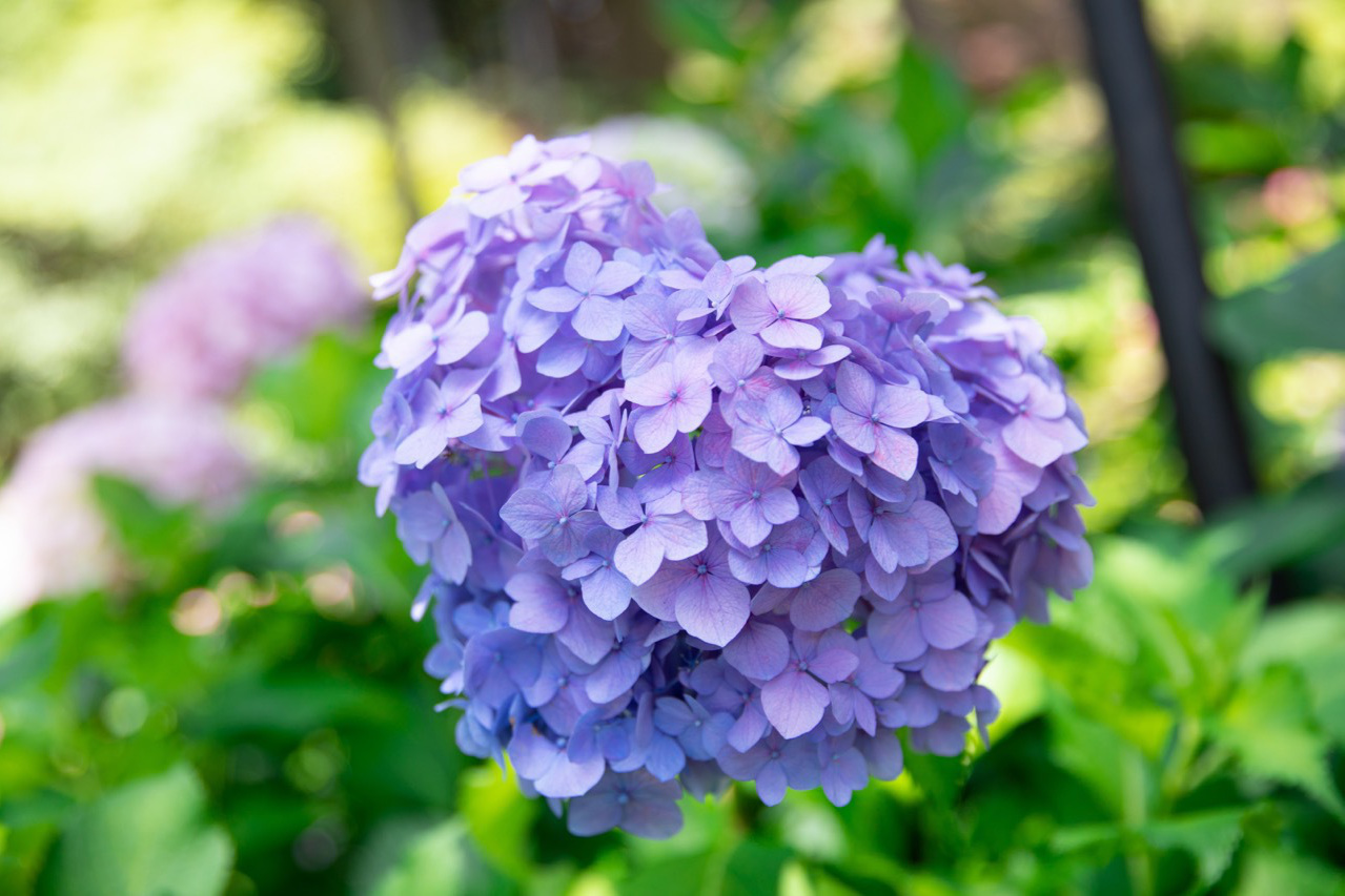 三室戸寺の紫色の額紫陽花