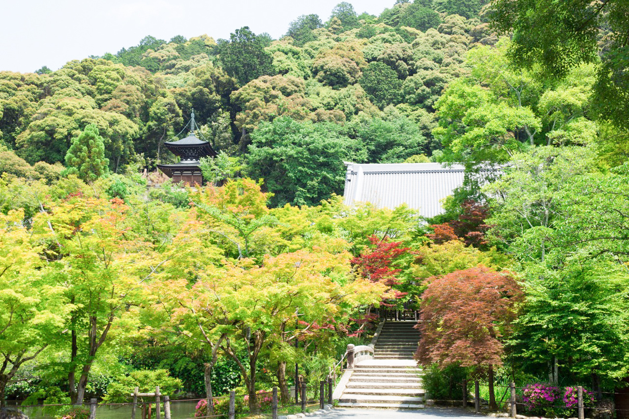 新緑に包まれる永観堂