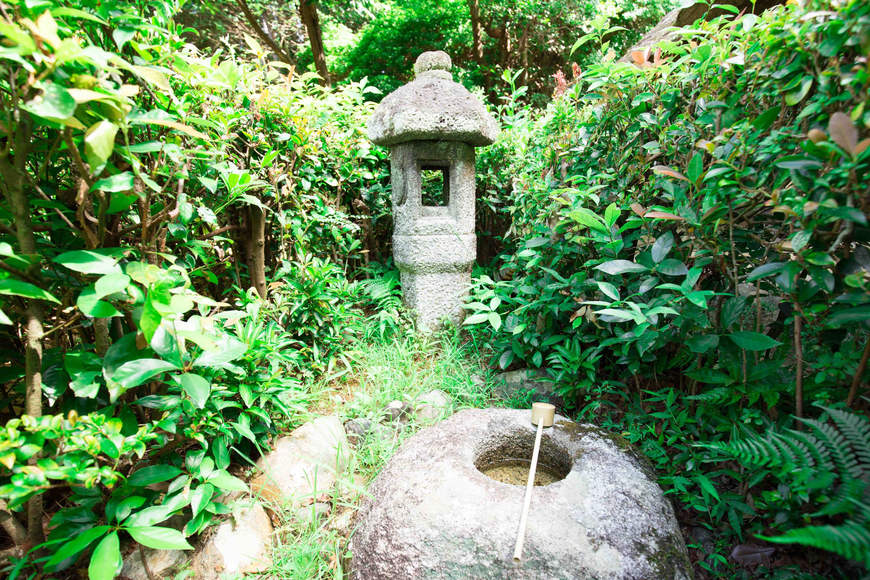 新緑に包まれる金福寺の芭蕉庵の横にある蹲