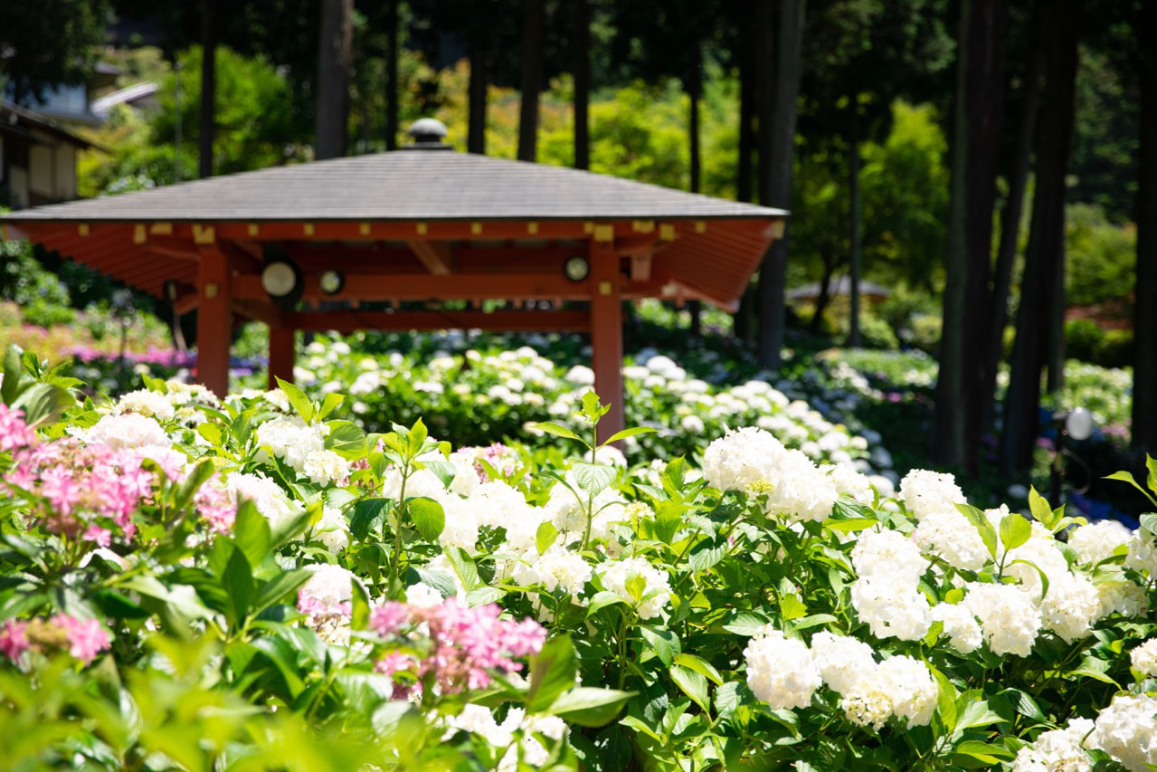 三室戸寺・紫陽花
