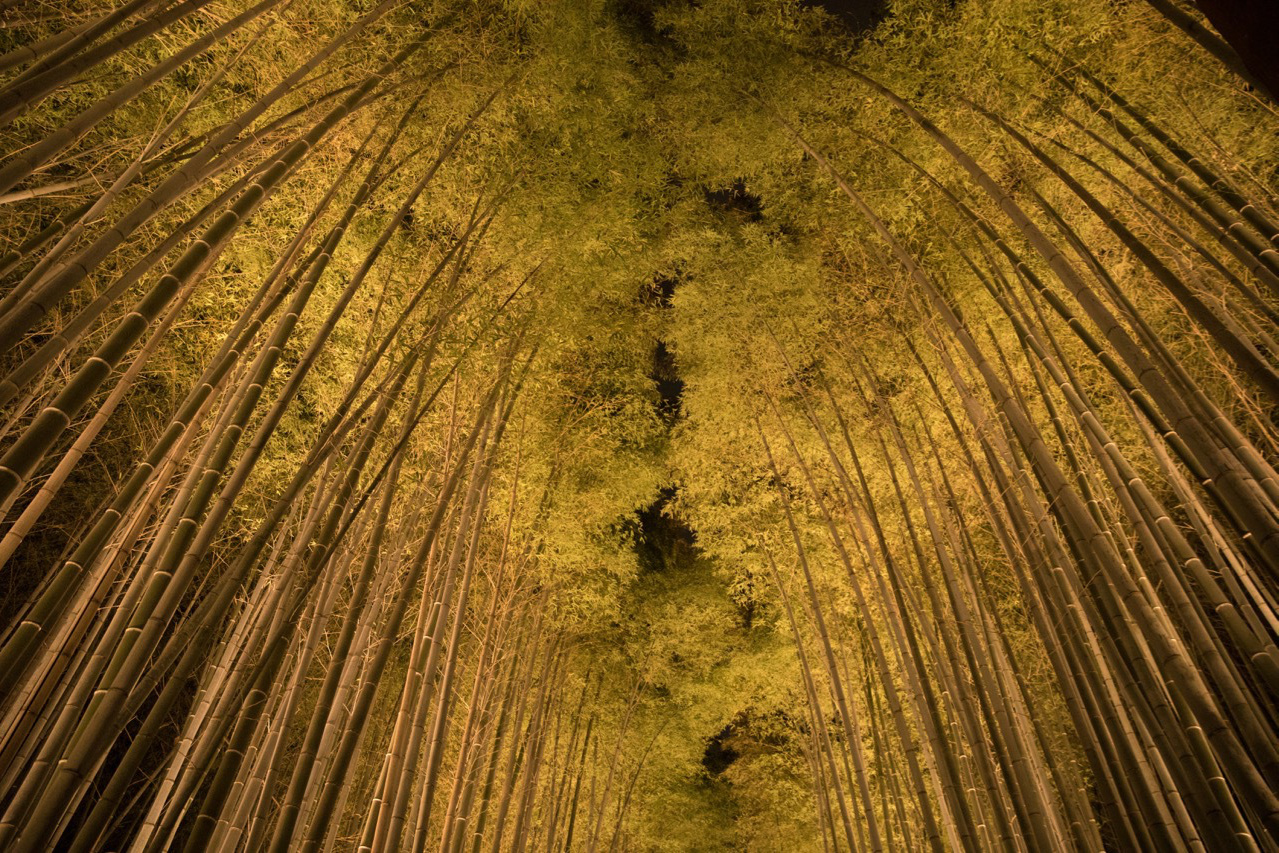 竹林の道