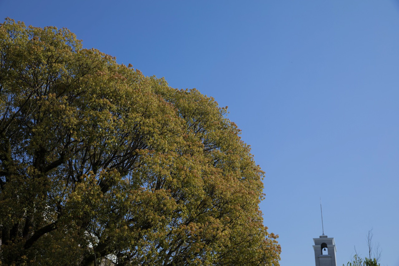 青空と樹木