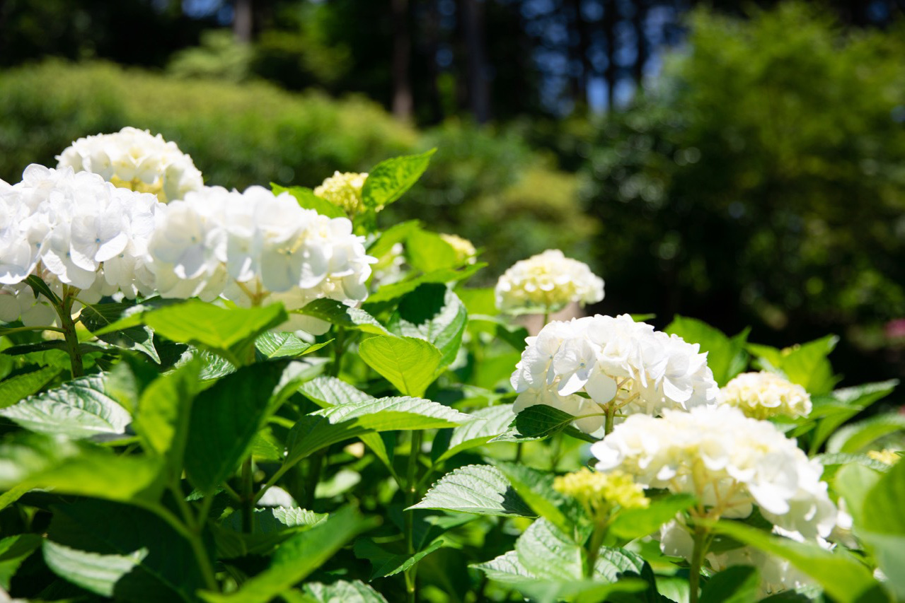 三室戸寺・紫陽花
