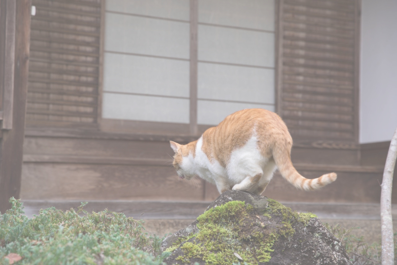 岩屋寺の三毛猫の「てるちゃん」