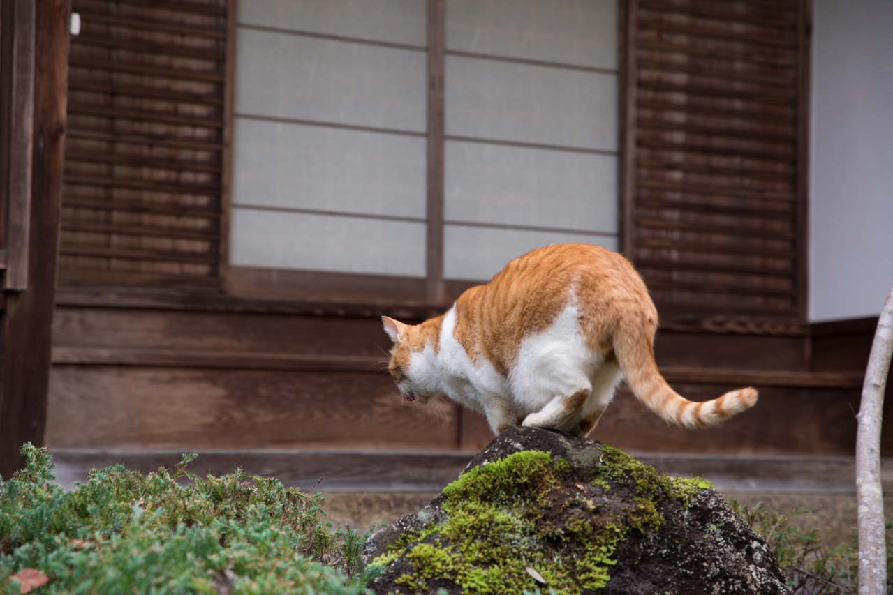 岩屋寺の猫の「てるちゃん」