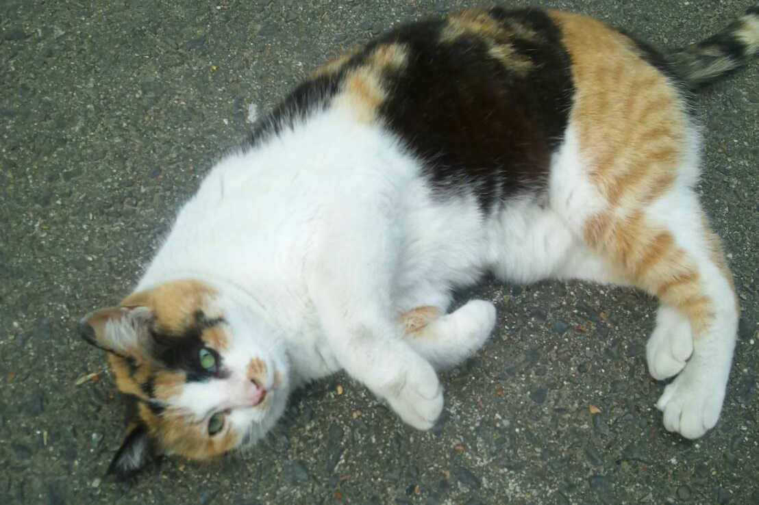 金福寺の三毛猫の「福ちゃん」