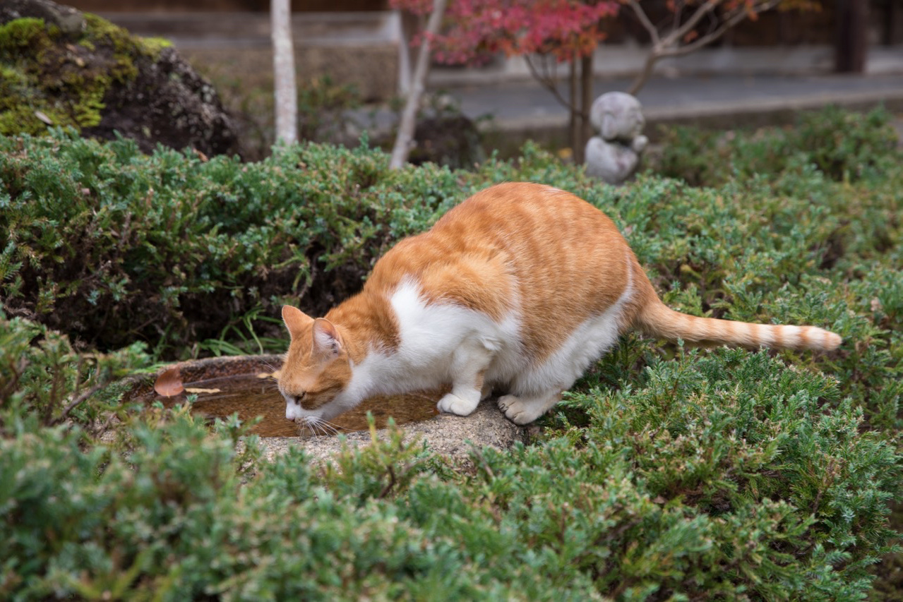 岩屋寺の三毛猫の「てるちゃん」