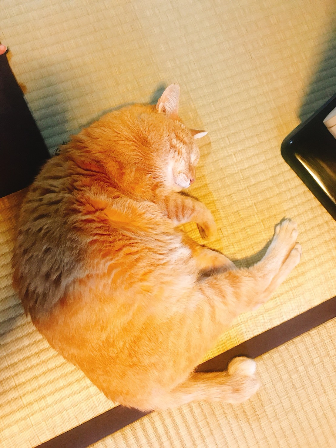 京都生ショコラの「ミャオミャオ」